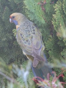 bird.jpg