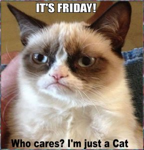friday cat.jpg
