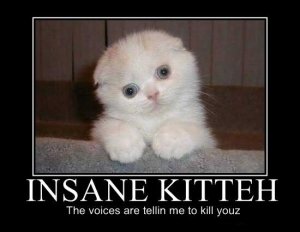 insane-kitteh.jpg