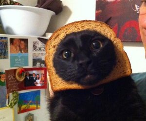 Crazy-Cat-Breading-9.jpg