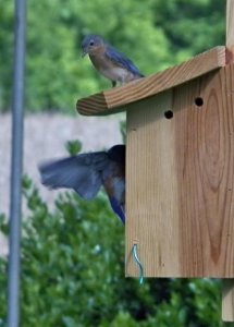 bluebird.jpg