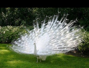Albino-Peacock1.jpg