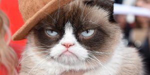 grumpy-cat.jpg