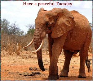 Peaceful Tuesday.jpg