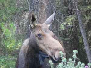 MooseCow4.jpg