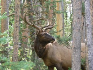 Bull Elk2.jpg
