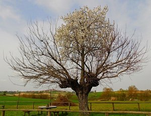 bialbero-de-casorzo-2[6].jpg