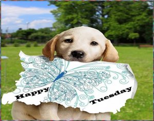 happy tuesday 5 aug 14.jpg