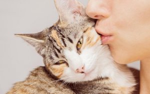 cat_kisses.jpg.1080x0_q100_crop-scale.jpg