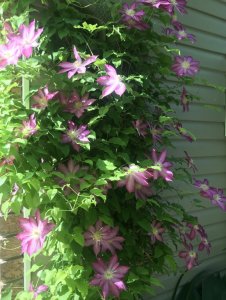 EF451AF1-4E40-4D04-ADC5-03F5E9B72777.jpg EF451AF1-4E40-4D04-ADC5-03F5E9B72777.jpg