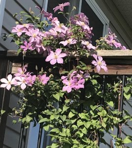 3723E330-A235-4B4E-87B9-D320E065A38E.jpg 3723E330-A235-4B4E-87B9-D320E065A38E.jpg