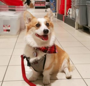 canadian tire. dec. 2018.JPG