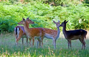 NatureAnimals2.jpg