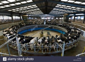 Milking Parlor.jpg
