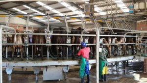 Milking Parlor II.jpg