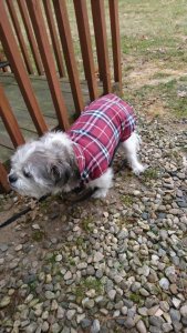 dog jacket.jpg