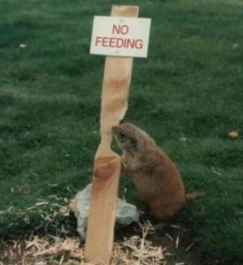 Funny Animals2.jpg Funny Animals2.jpg