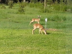 Young Deers.jpg