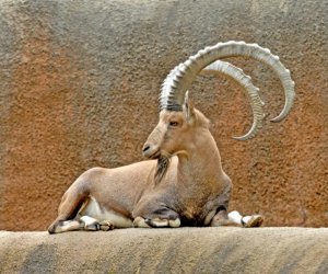 male-nubian-ibex-photo-by-tad-motoyama.jpg