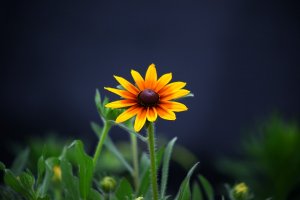 nature-3234728_960_720.jpg