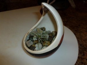 air plant 1 (800x600) (2).jpg