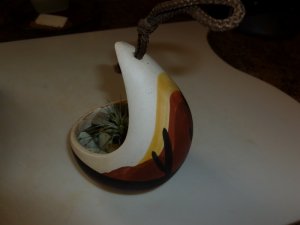 air plant 2 (800x600).jpg