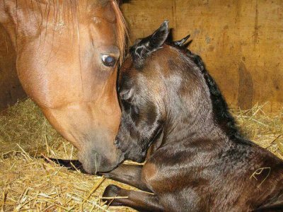 foal2.jpg