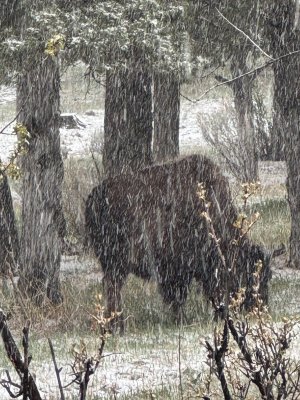 May52025Yellowstonestorm.jpg
