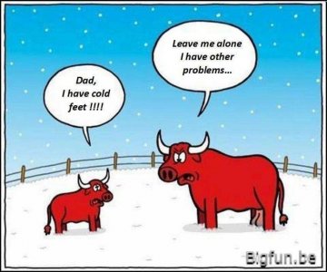 bull.jpg