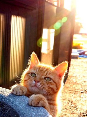 cattitude lift.jpg