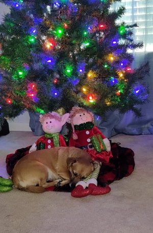 Emma at Christmas.jpg