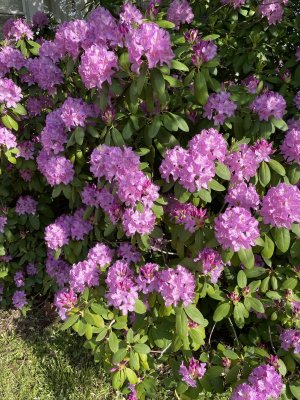 IMG_0071.jpeg