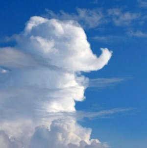 Elephant @.jpg