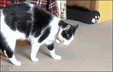 Summersalt Cat.gif