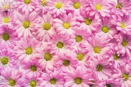 pink daisies.jpg