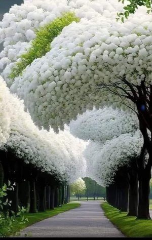 white trees.jpg