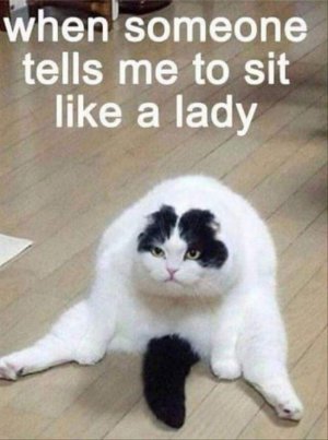 55-Funniest-Cat-Memes-Ever-29-720x968.jpg