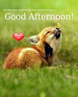 goodafternoon.fox.jpg