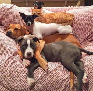 funny-animals-343-24.jpg