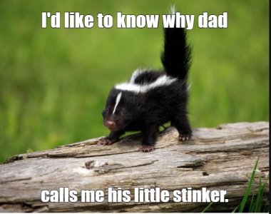 skunk.jpg