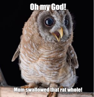 owl.jpg