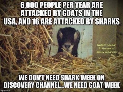goats.jpg