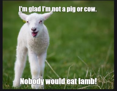 lamb.jpg
