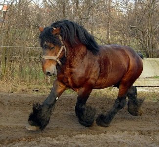 belgian1.jpg