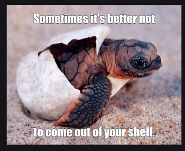 turtle.jpg