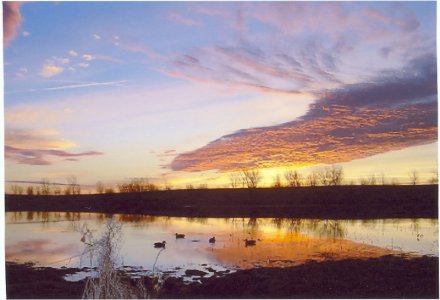 Morning Duck Hunt.jpg