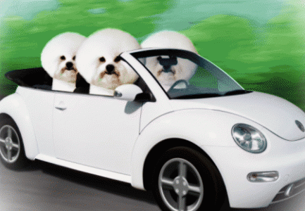 3 bichons in car.gif