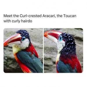meet-curl-crested-aracari-toucan-with-curly-hairdo.jpg