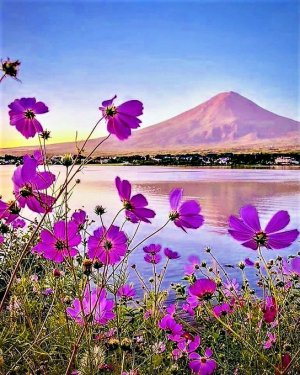 purp flora 12.jpg
