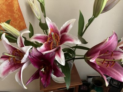 IMG_0022.jpeg